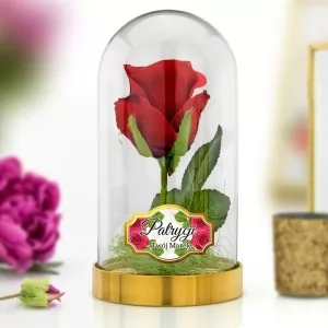 wieczna róża czerwona pod kloszem