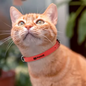 Obroża dla kota z imieniem czerwona - Dachowiec
